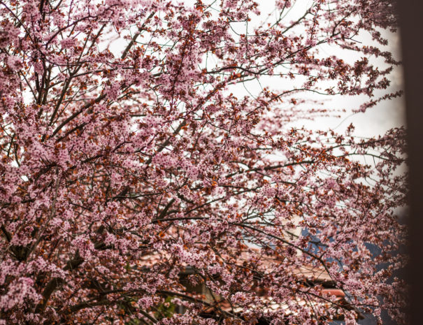 IMG_0669