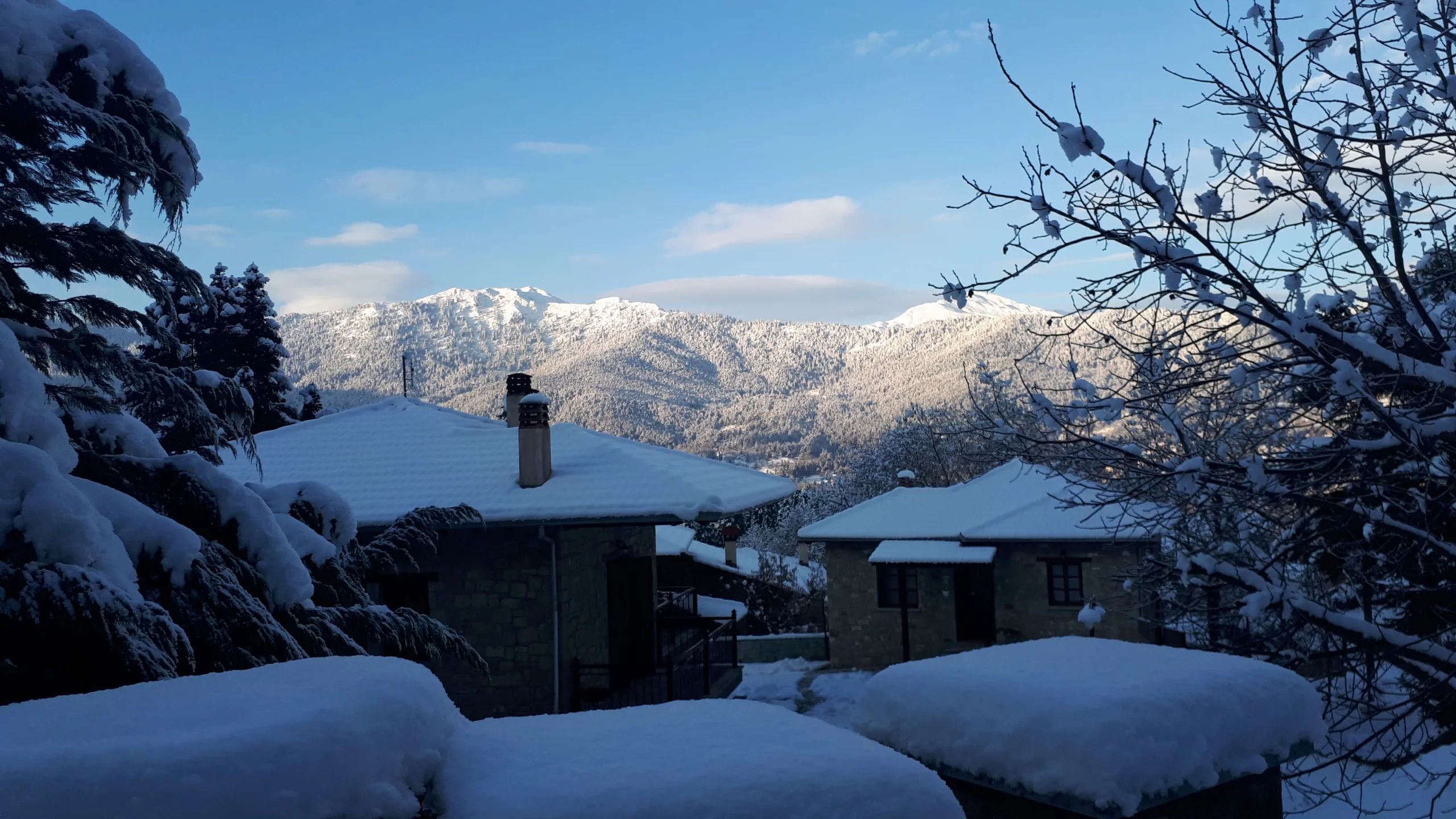 Petrina Elatis Snow scaled - Petrina Elatis 1 Petrina Elatis Snow scaled - Petrina Elatis